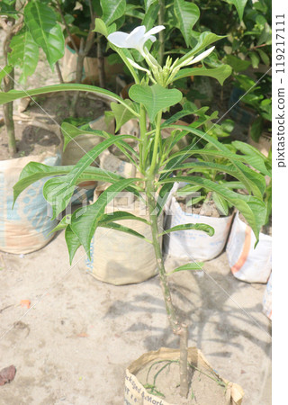 Plumeria pudica flower plant on nursery Plumeria pudica flower plant on nursery 119217111