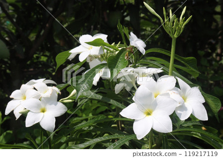 Plumeria pudica flower plant on nursery Plumeria pudica flower plant on nursery 119217119