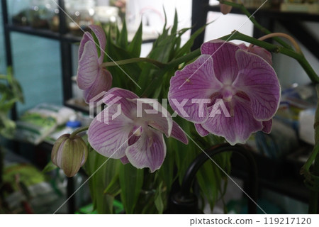 Phalaenopsis schilleriana orchid flower plant on nursery Phalaenopsis schilleriana orchid flower plant on nursery 119217120