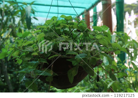peppermint spice plant on hanging pot in nursery 119217125