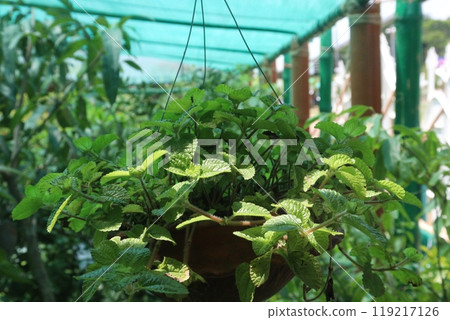 peppermint spice plant on hanging pot in nursery 119217126