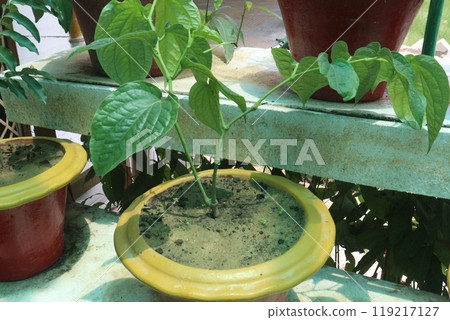 piper chaba leaf plant on bag for spice piper chaba leaf plant on bag for spice 119217127