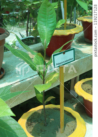 Palaquium formosanum fruit plant on nursery 119217128