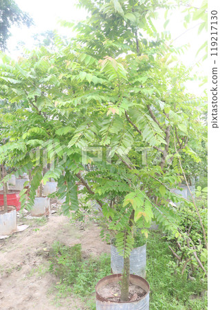 Phyllanthus acidus tree plant on pot Phyllanthus acidus tree plant on pot 119217130