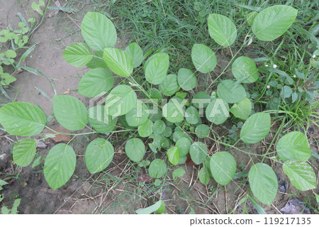 pleurolobus gangeticus flower and medicinal plant pleurolobus gangeticus flower and medicinal plant 119217135