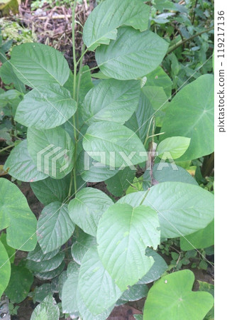 pleurolobus gangeticus flower and medicinal plant pleurolobus gangeticus flower and medicinal plant 119217136