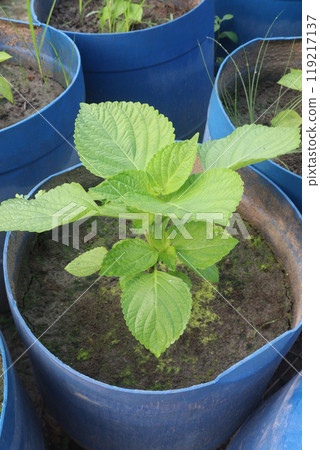 Perilla frutescens plant on farm for harvest 119217137