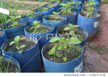 Perilla frutescens plant on farm for harvest Perilla frutescens plant on farm for harvest 119217138