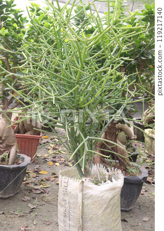 Pencil cactus tree on hanging pot in farm Pencil cactus tree on hanging pot in farm 119217140