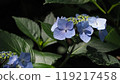 Hydrangea in the dark 119217458