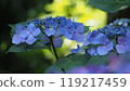 Hydrangea (2 flowers) 119217459