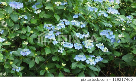 繡球花灌木 119217460