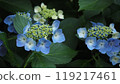Fantastic Hydrangea (2 main flowers) 119217461