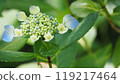 Blooming hydrangea 119217464