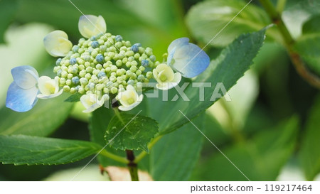 盛開的繡球花 119217464