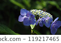 Hydrangea in the dark 119217465