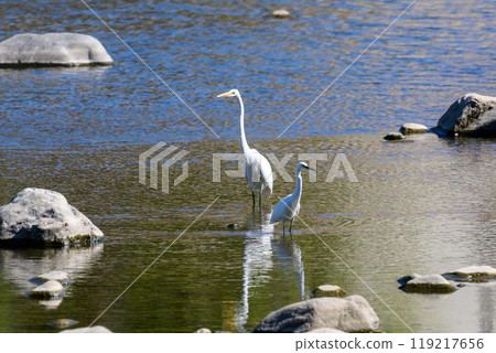 Daisuke and Kosagi 119217656