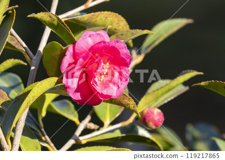 Camellia flower Camellia flower 119217865