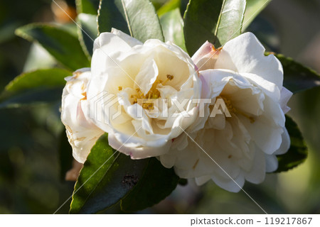 Camellia flower 119217867
