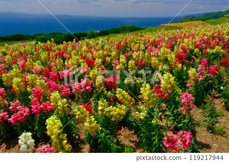 Landscape with snapdragons Landscape with snapdragons 119217944
