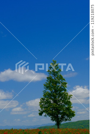 Landscape with a single tree Landscape with a single tree 119218075