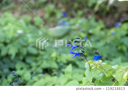 Salvia flowers summer autumn October image Salvia flowers summer autumn October image 119218813