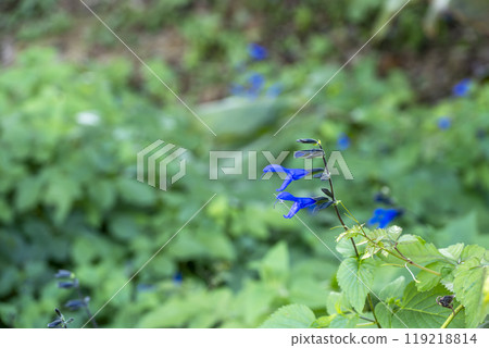 丹參花夏季秋季十月圖片 119218814