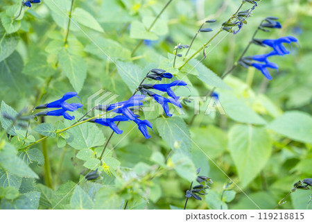 Salvia flowers summer autumn October image Salvia flowers summer autumn October image 119218815