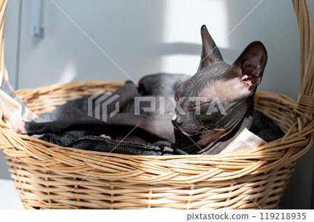 Peaceful Sphynx Cat Napping in Wicker Basket Peaceful Sphynx Cat Napping in Wicker Basket 119218935