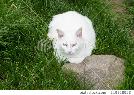 White Cat Hiding in Lush Garden Grass 119218938