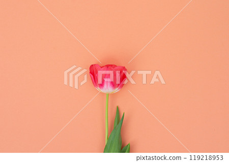 Single pink tulip on an orange background. Studio flower portrait with place for text 119218953