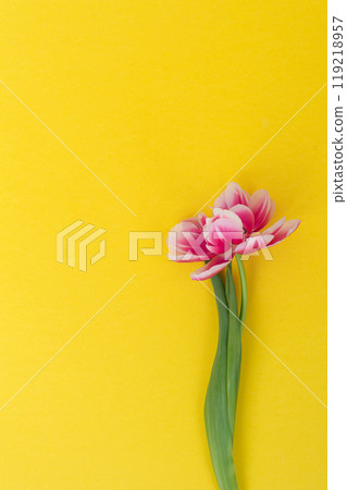 Vibrant Pink Tulip on Yellow Background Vibrant Pink Tulip on Yellow Background 119218957
