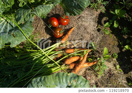 Fresh Harvest of Carrots and Tomatoes in Garden 119218970