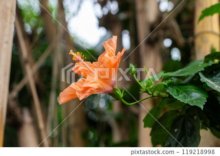 Orange hibiscus flower with green leaves in tropical garden. Close-up plant photography 119218998