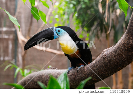 Toucan with large black beak perched on a tree branch surrounded by green foliage 119218999