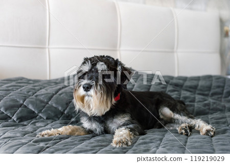 Small Black and Gray Dog Relaxing on a Cozy Bed Small Black and Gray Dog Relaxing on a Cozy Bed 119219029