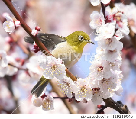 A white-eye has arrived at the white plum blossoms in full bloom (spring image) A white-eye has arrived at the white plum blossoms in full bloom (spring image) 119219040