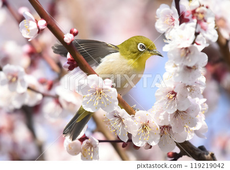 繡眼鳥來到了盛開的白梅花（春天圖片） 119219042