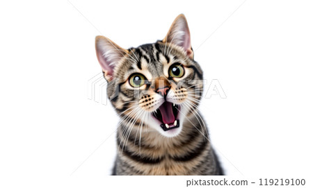 Hungry tabby cat meowing loudly for food with wide eyes on white background, domestic animal communication, pet behavior, feline hunger expression Hungry tabby cat meowing loudly for food with wide eyes on white background, domestic animal communication, pet behavior, feline hunger expression 119219100
