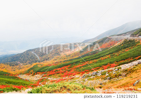 Autumn leaves along the Norikura Echo Line Autumn leaves along the Norikura Echo Line 119219231