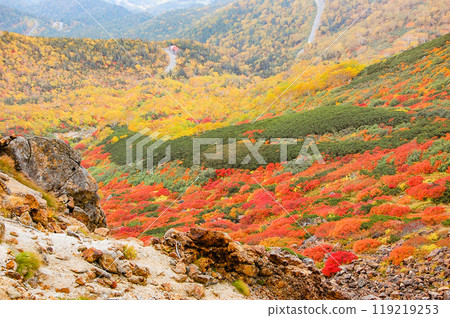 Autumn leaves along the Norikura Echo Line 119219253