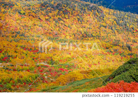 Autumn leaves along the Norikura Echo Line 119219255