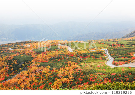 Autumn leaves along the Norikura Echo Line 119219256
