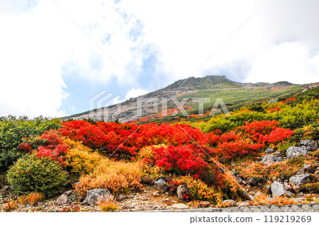 Autumn leaves along the Norikura Echo Line 119219269