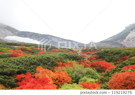 Autumn leaves along the Norikura Echo Line Autumn leaves along the Norikura Echo Line 119219278