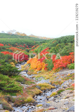 Autumn leaves along the Norikura Echo Line 119219279