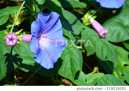 Ryukyu morning glory (ocean blue) Ryukyu morning glory (ocean blue) 119219291