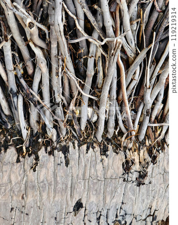 large pile consisting of branches and twigs located on the beach large pile consisting of branches and twigs located on the beach 119219314
