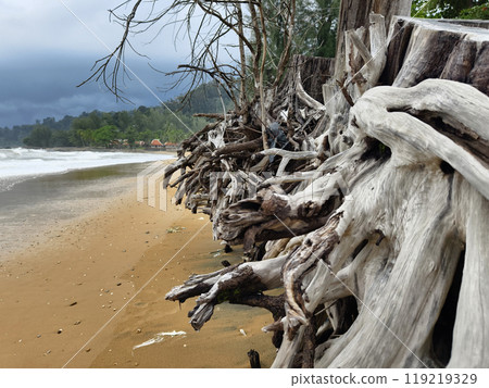 large pile consisting of branches and twigs located on the beach 119219329