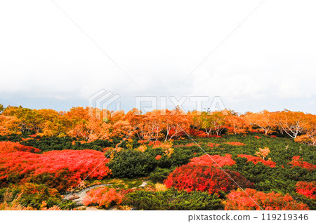 Autumn leaves along the Norikura Echo Line 119219346
